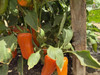 Orange Delite