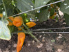 Orange Delite