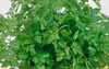 Chervil - Curled Chervil - Curled