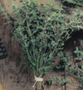 Sweet Marjoram Sweet Marjoram