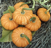 Lil' Orange Mon