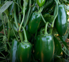 Soundwave F1 Jalapeno Pepper