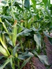 Xanadu F1 Sweet Corn