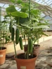 Porch Cuke F1