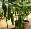 Porch Cuke F1