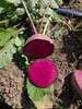 Wonderland Radish