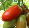 Zenzei F1 Tomato