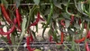 Rajah F1 Pepper