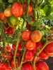 Kuzco F1 Tomato