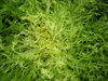 Tres Fine (Endive)