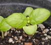 Basil-Genovese - seedling