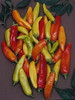 Hungarian Wax (Hot)