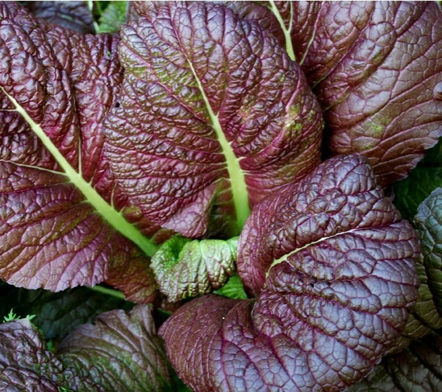 Mustard Growing Guide 