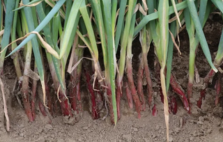 Onion - Bunching