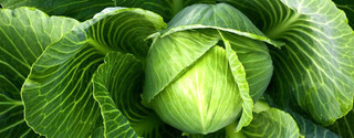 Cabbage