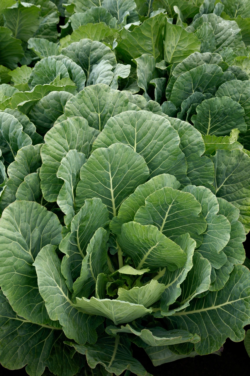 Collard Growing Guides