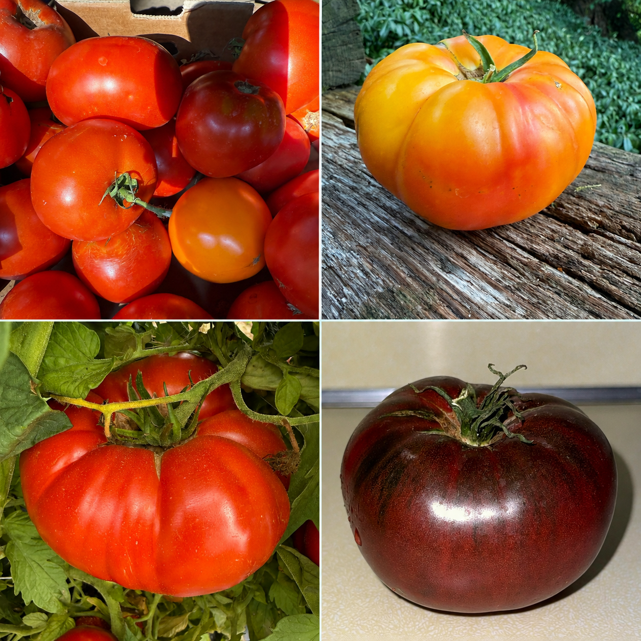 Will Planting Tomatoes Close Affect Fruits?