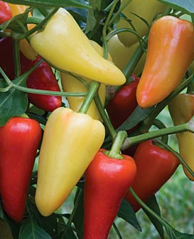 Hot Peppers - Grande Chili