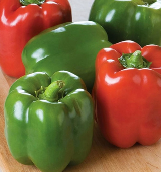 Sweet Pepper - Bell Green to Red - Open Pollinated