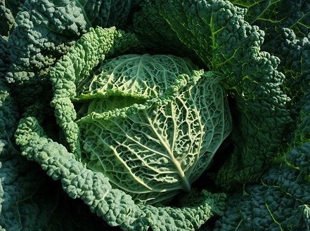 Cabbage
