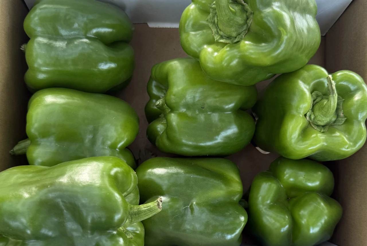 Pepper Growing Guide 