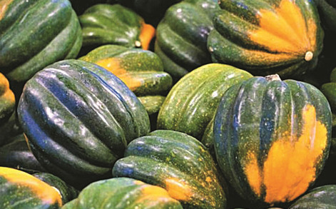 Winter Squash - Acorn
