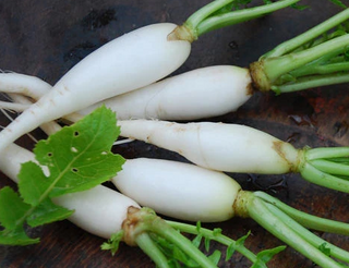 Radish - Winter (Oriental)