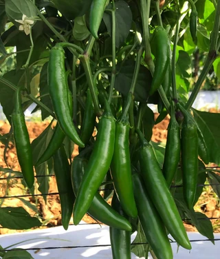 Hot Peppers - Serrano