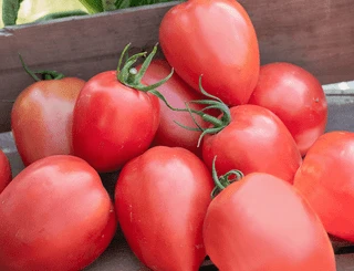 Tomato - Specialty Fresh Market