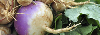 Turnip