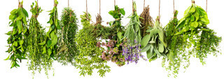 Herbs - Untreated