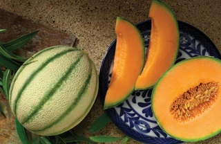 Melon - Italian