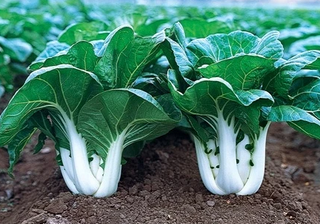 Chinese Cabbage - Pak Choi
