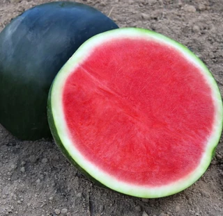 Watermelon - Triploid (Seedless) - Hybrid - Red
