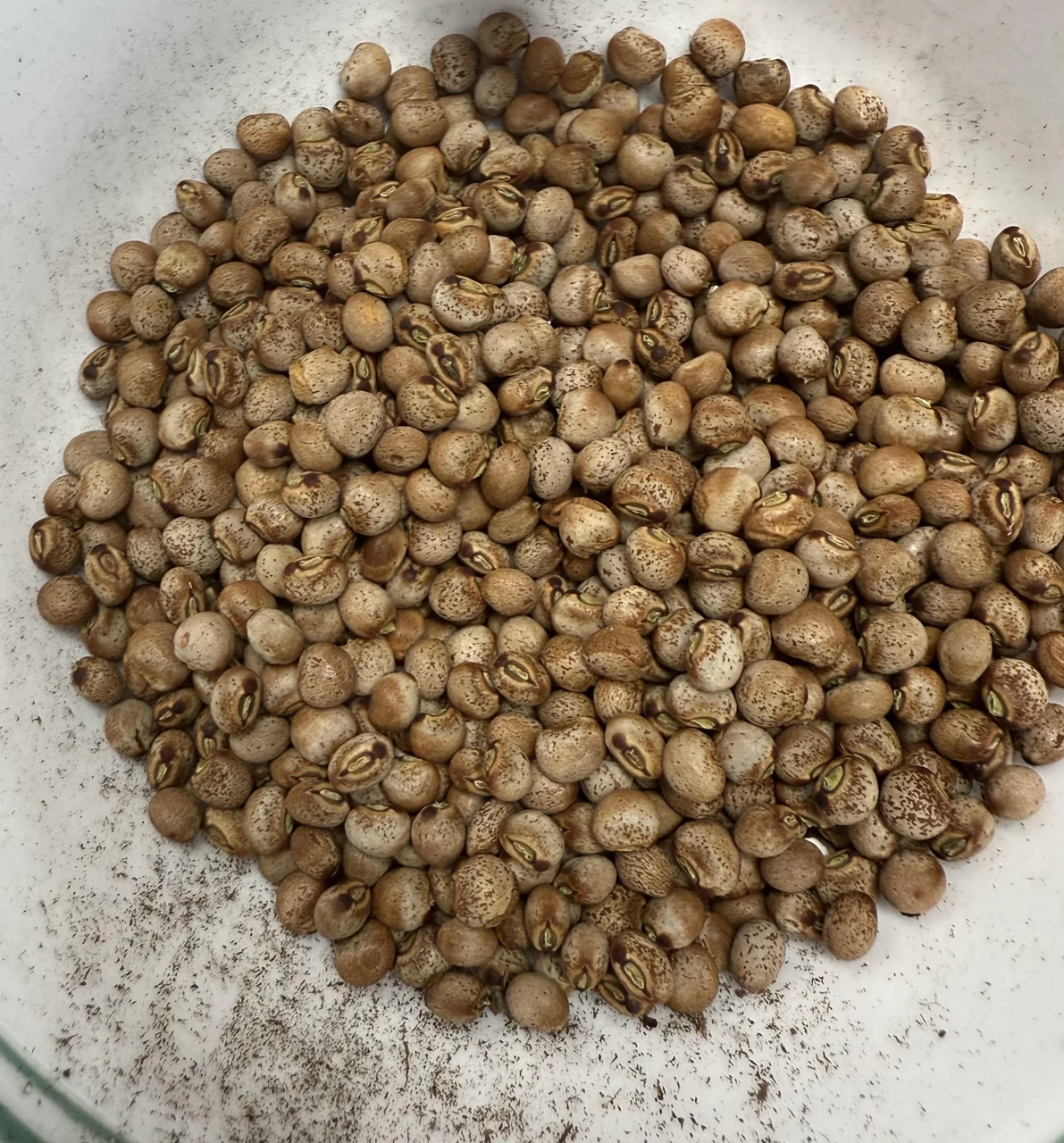 Seed Saving: Crossing, Hybrids, True-to-Type