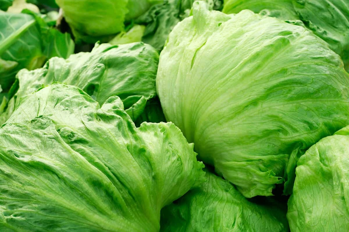 Why is Head Lettuce Considered Difficult to Grow?
