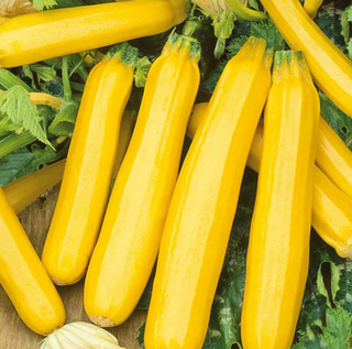 Summer Squash - Yellow Zucchini - Open Pollinated