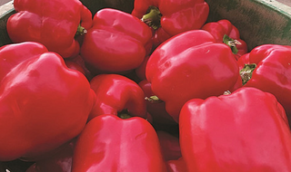 Peppers