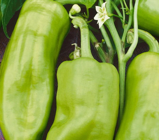 Sweet Peppers - Cubanelle - Open Pollinated