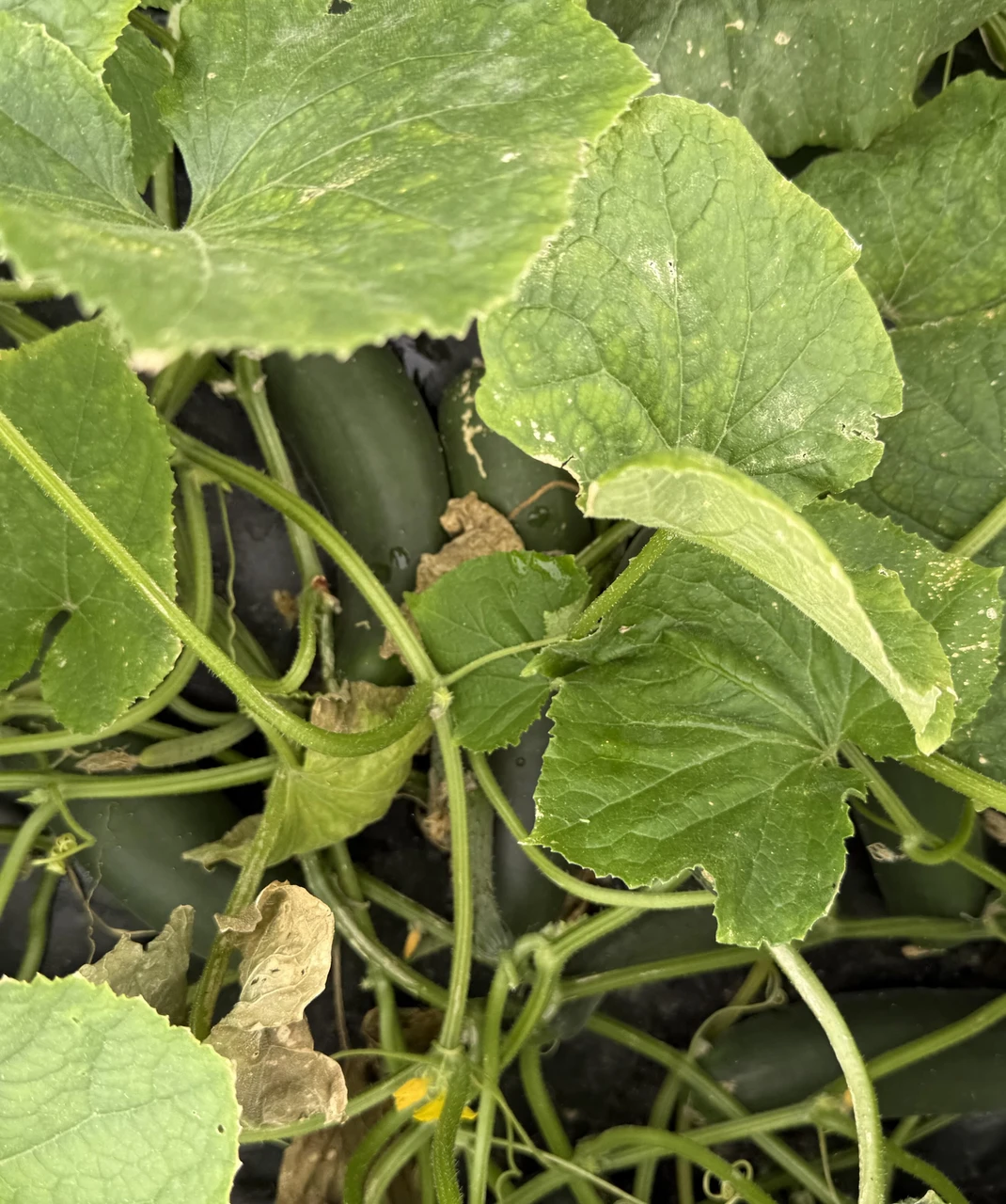 Understanding Cucumber Flower Types
