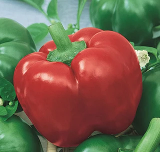 Hot Peppers - Bell