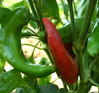 Sweet Peppers - Italian