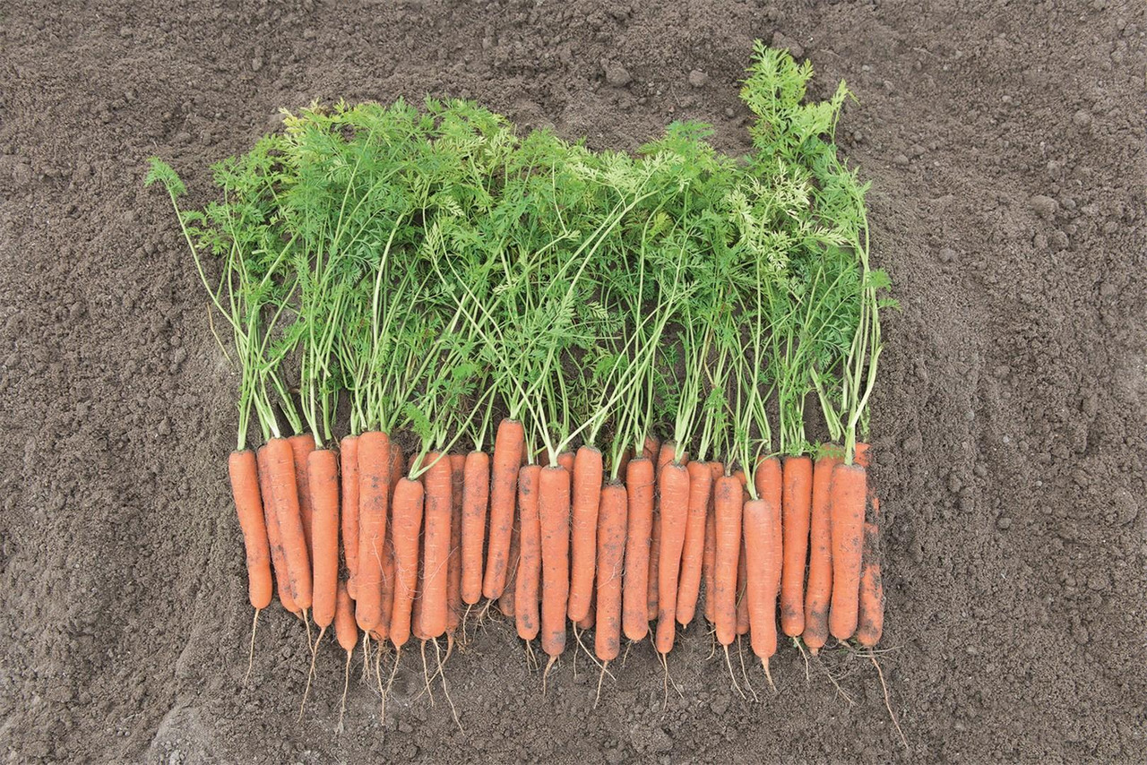 Carrots