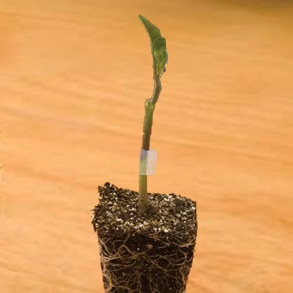 Tomato Rootstock