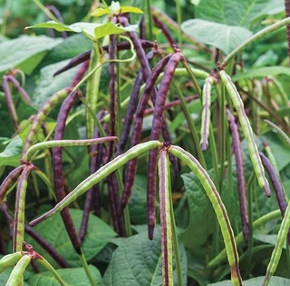 Southern Peas (Cow Peas)