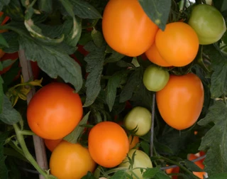 Tomato - Roma - Determinate - Yellow