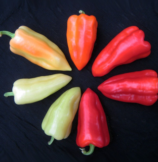 Hot Peppers - Hungarian