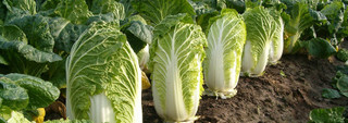Chinese Cabbage