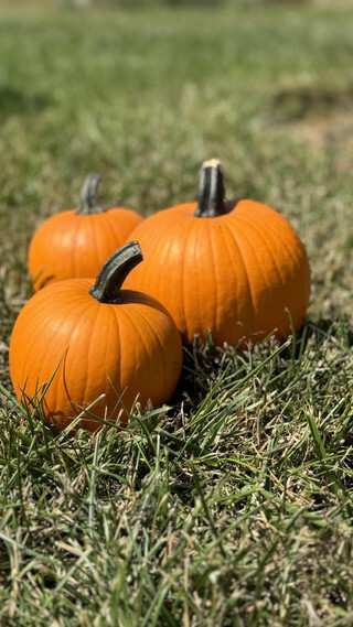 Pumpkins