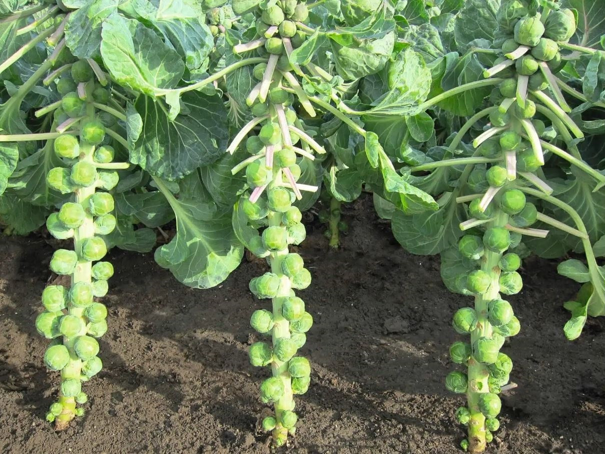 Brussels Sprouts
